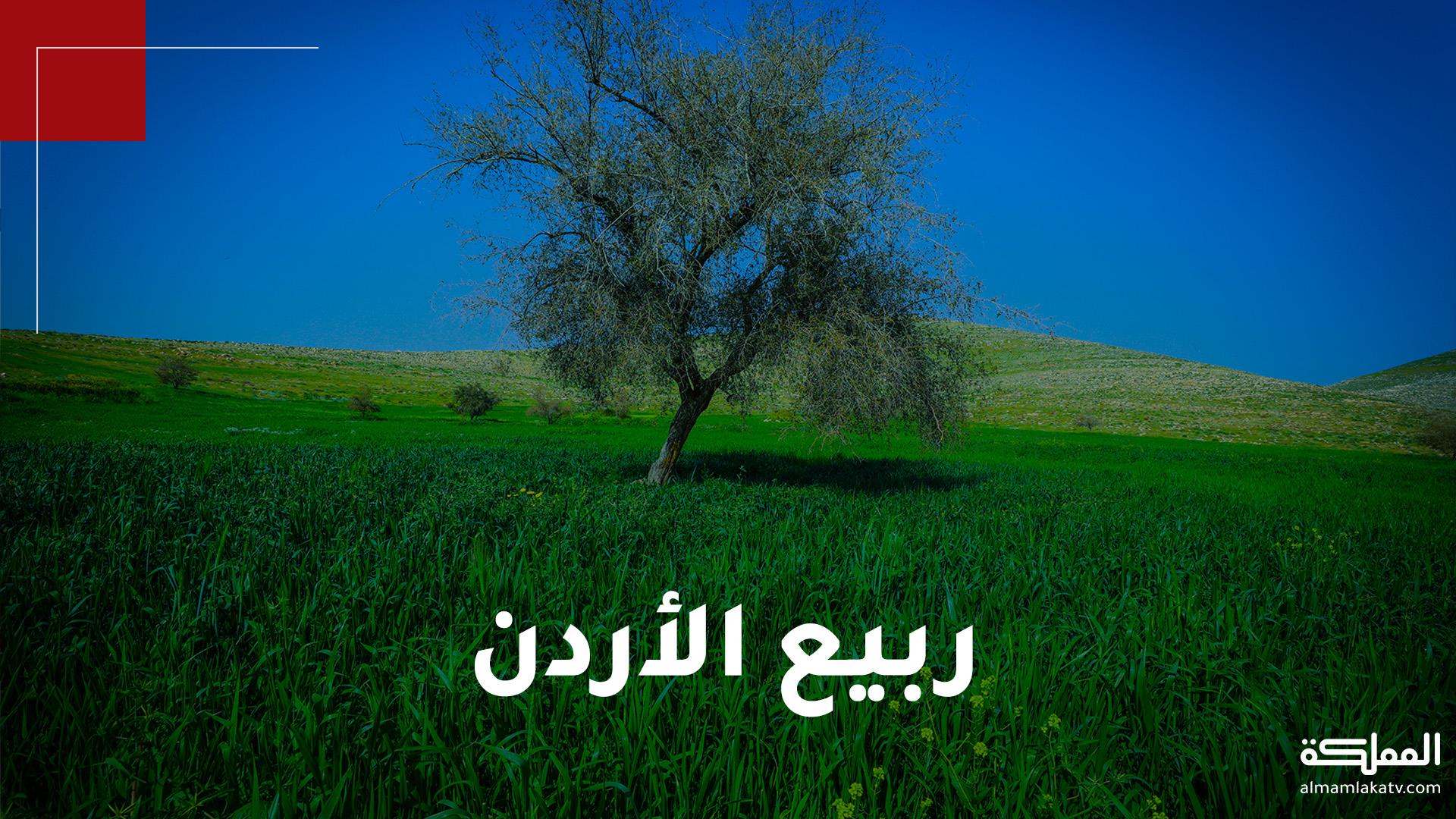 الربيع يضفي جمالا إضافيا على المناظر الخلابة في مناطق عدة في الأردن